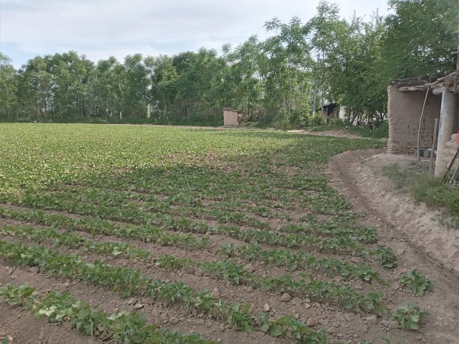 Boka tumani МФИ дехқончилик чорвочиликка қулаи  жои