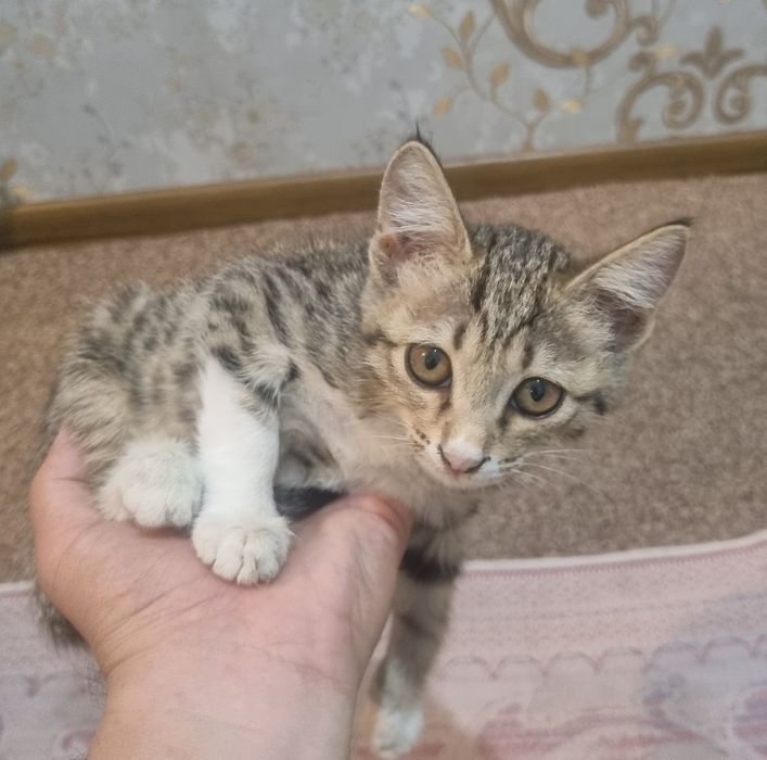 Отдам котят бесплатно