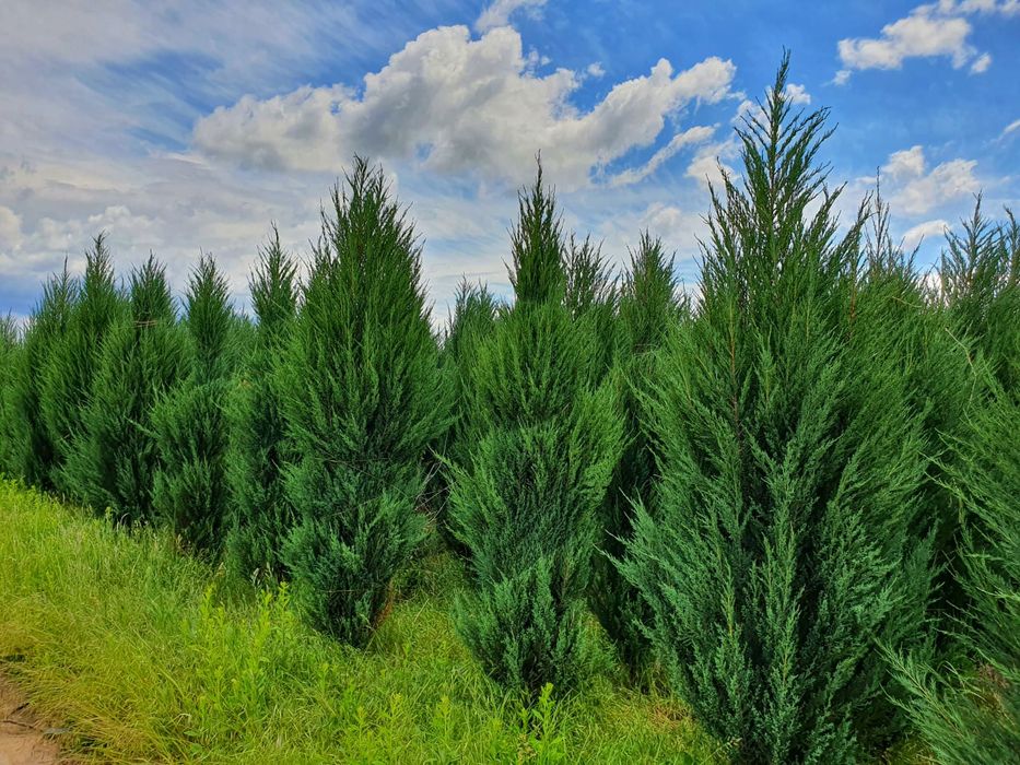 Plante ornamentale, brazi, tuia spirale, copaci, tei, mesteacan,platan