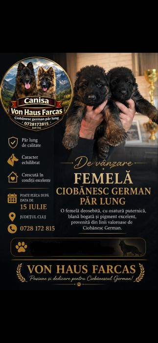 Ciobanesc German păr lung