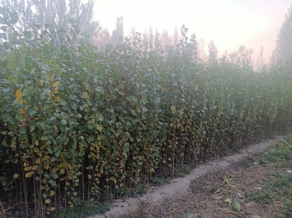 Terak kochat 1 yillik. Oʻzbekiston