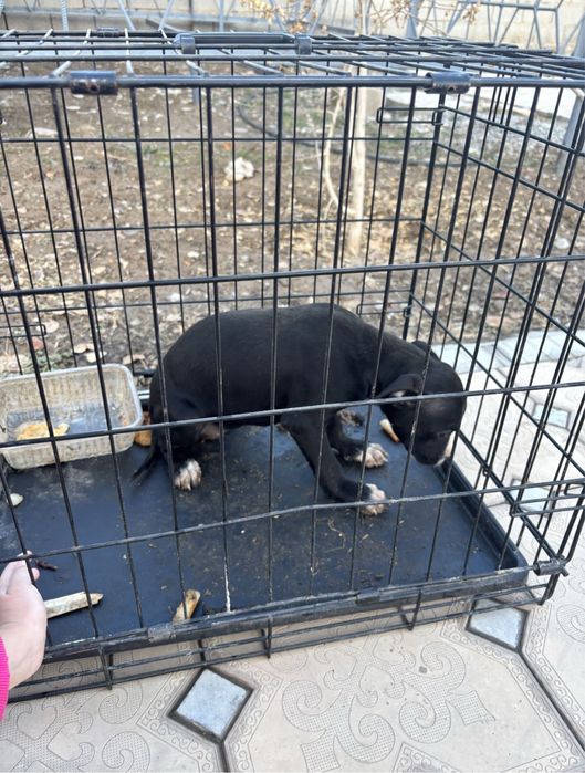 Статфард Терьер двухмесячная самка