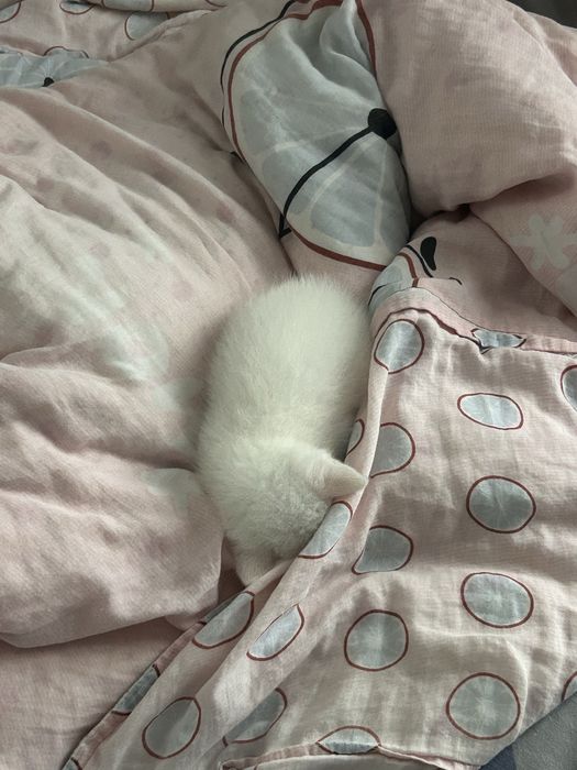 Британский котенок