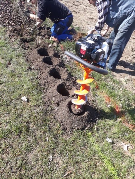 Gard Viu Ligustrum / Lemn Cainesc / Carpen