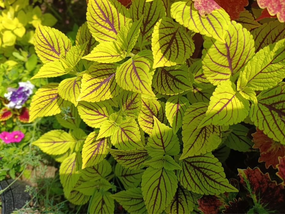 Продам цветы , колиусы , срез 500 тг