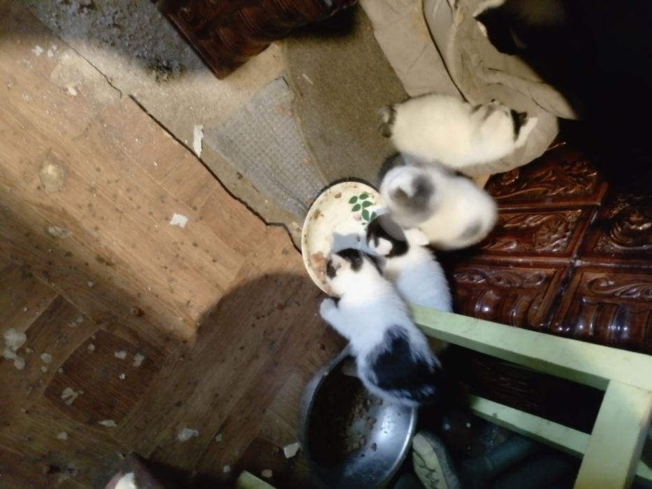 Pisici frumoși curați de donat