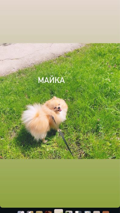 Мини померан бебета