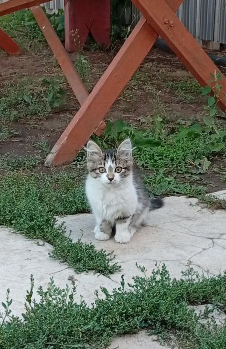 Отдам котят в хорошие руки.