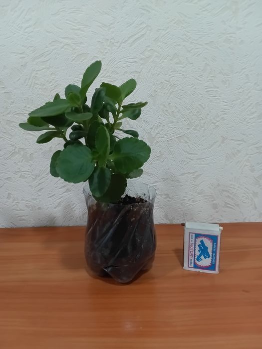 Каланхое Спатифиллум герань