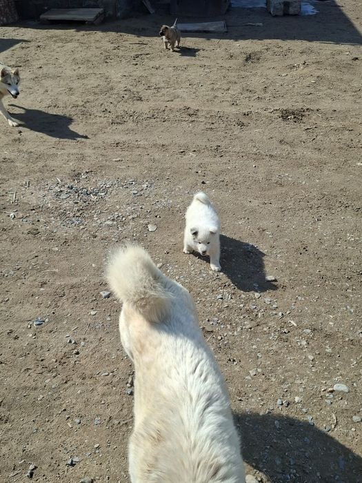 Лайка күшіктер (щенки)