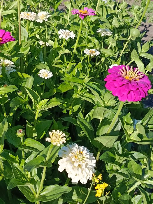 СРОЧНО! Продам дачу. с/о Тихая роща.