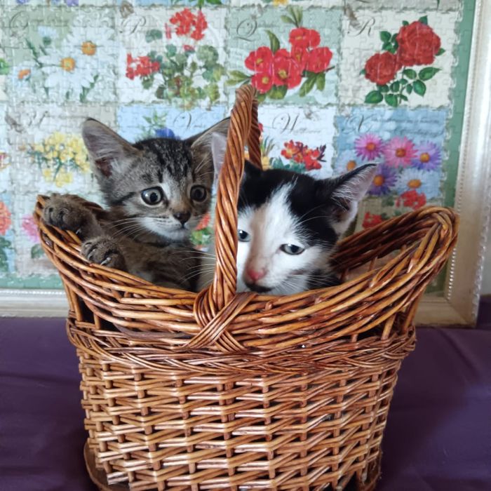 Котята в добрые руки!
