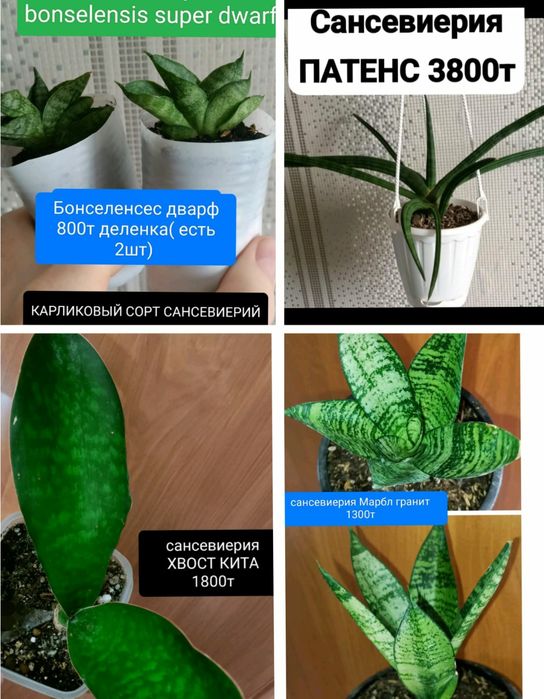 КОМНАТНЫЕ растения 1000т