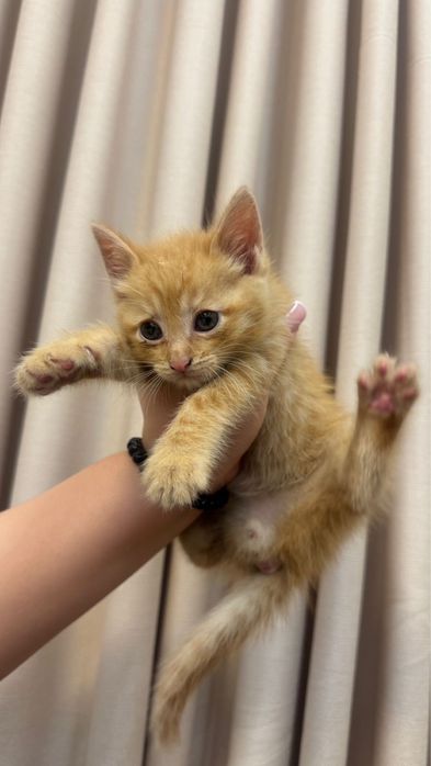 Котенок мальчик !!