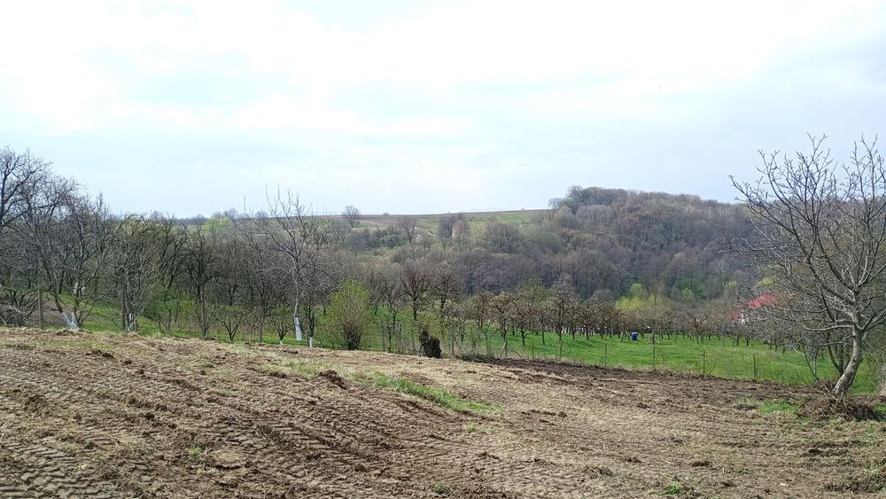 Teren intravilan in Radaseni 1587mp cu toate utilitatile