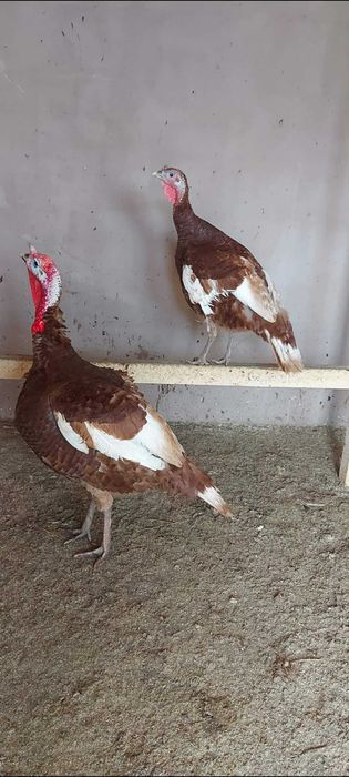 Curcă si Curcan Red Bourbon