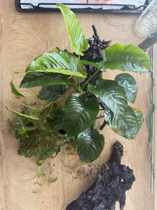 Аквариум растение Анубиас