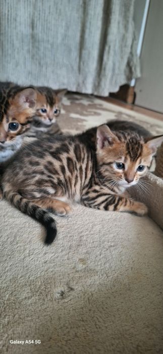 Бенгальские  котята, бенгал