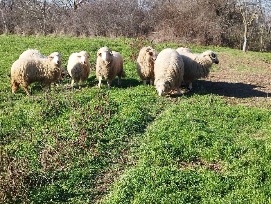 Oi țurcane  cu miei langa ele
