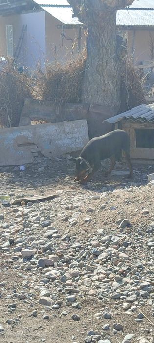 Продается собака породы Доберман