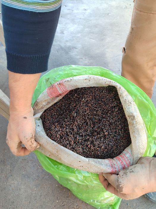 Наматак уруғ сотилади