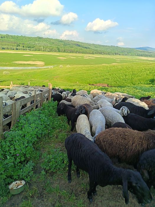 Vând miei karakul