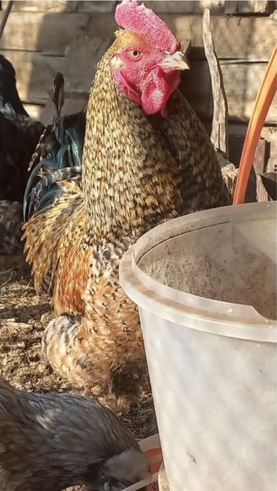 Продам петуха на племя