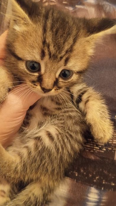 Британский котята