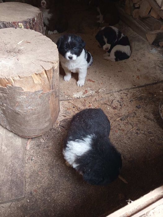 Продавам Каракачанки