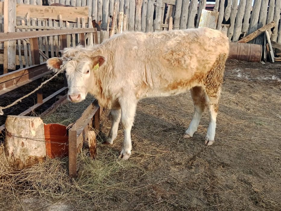 Қой, жылқы, тайынша