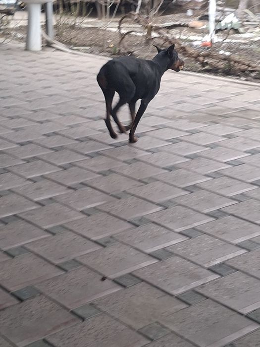 Доберман сатылады.