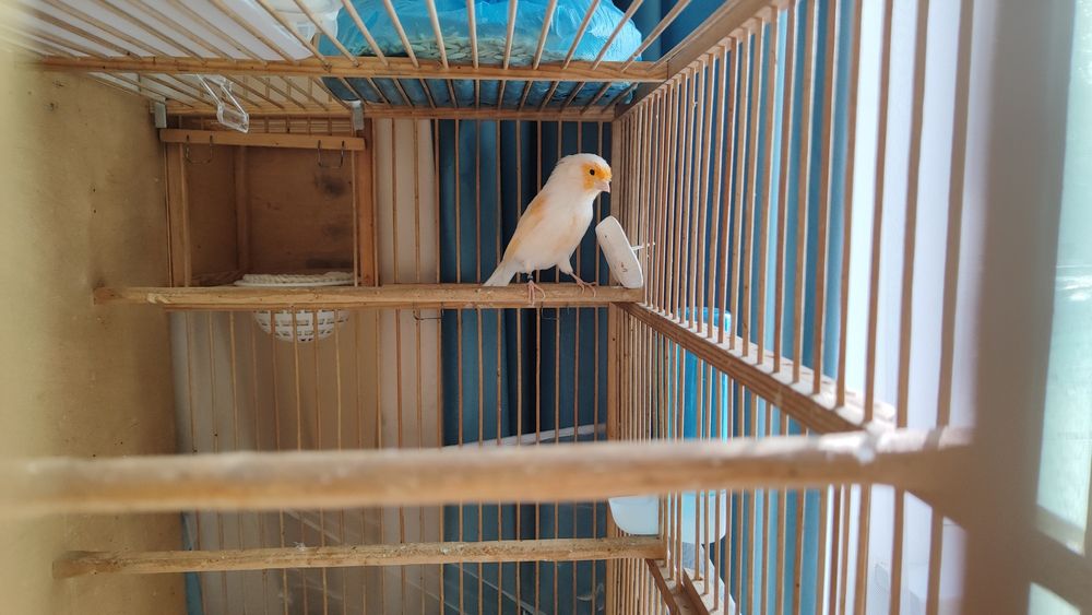 Кенар канарейки канарейка мазайка