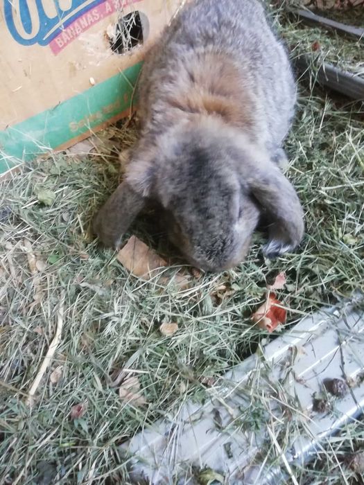 Кролики  продам  разных пород