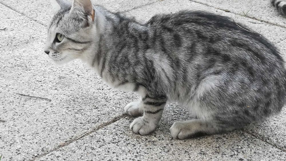 Котка тигър на 5 месеца