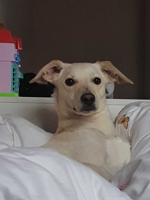 Отдам собаку 6 лет девочка