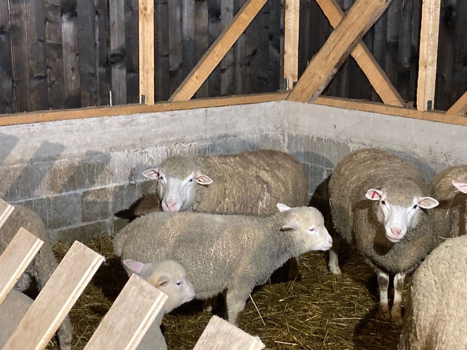 Berbecuț de prăsilă Ile de france