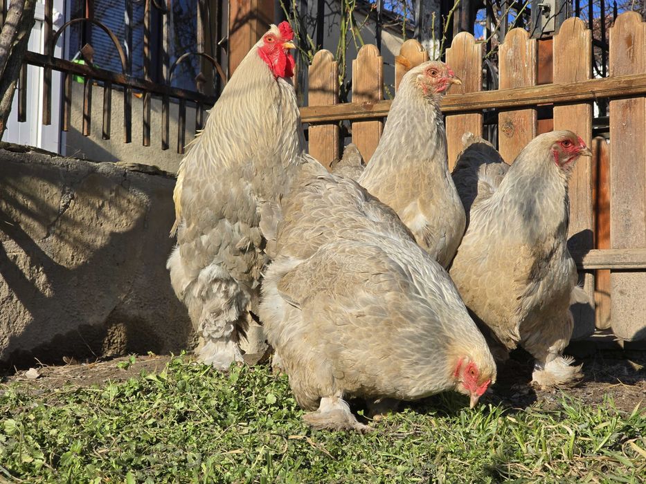 Продавам разплодни яйца от Брама Изабела [Brahma Isabella]