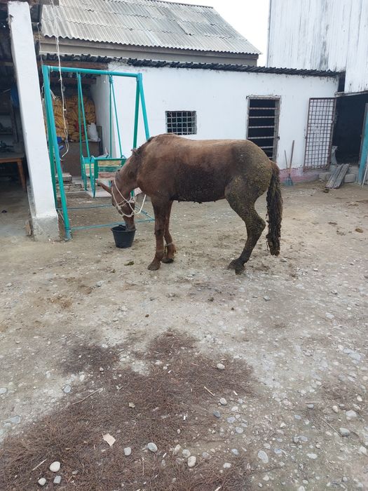 Согым сатылады кг