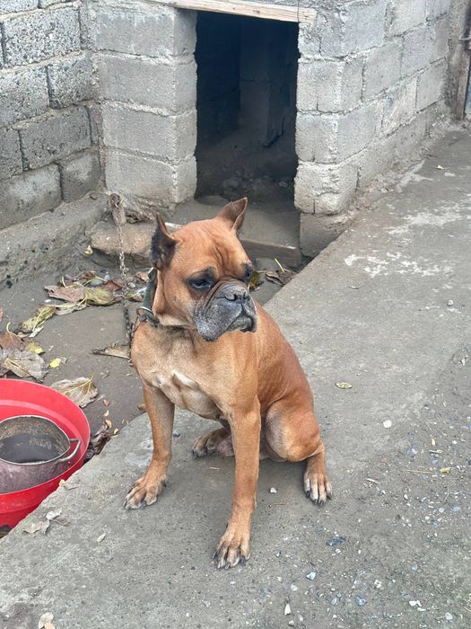 Немецкий баксёра пол кобель для размножении