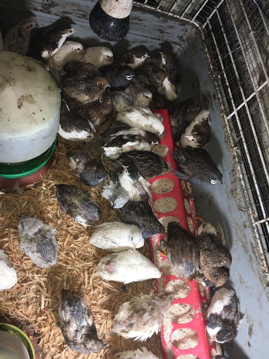 Китайски пъдпъдъци