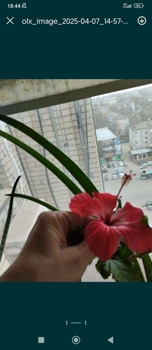 Продам комнатные цветы