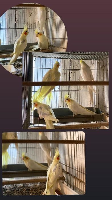 Perusi, Agaponis, Nimfe, Rozela, Micul Alexander, Kakarichi