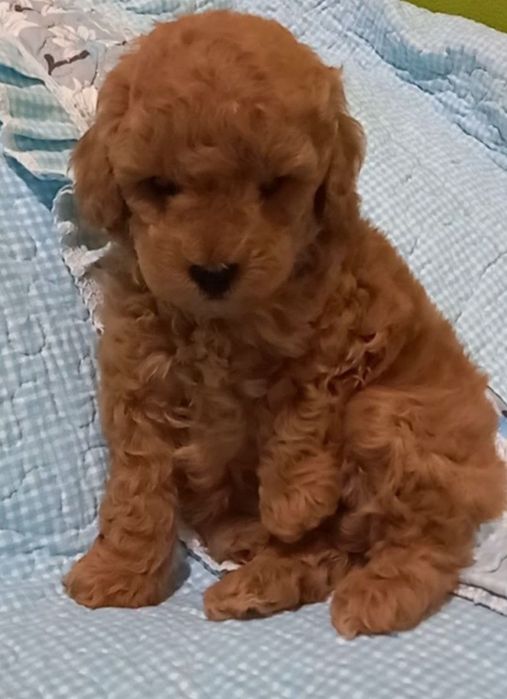 Готовятся к продаже щенки пуделя