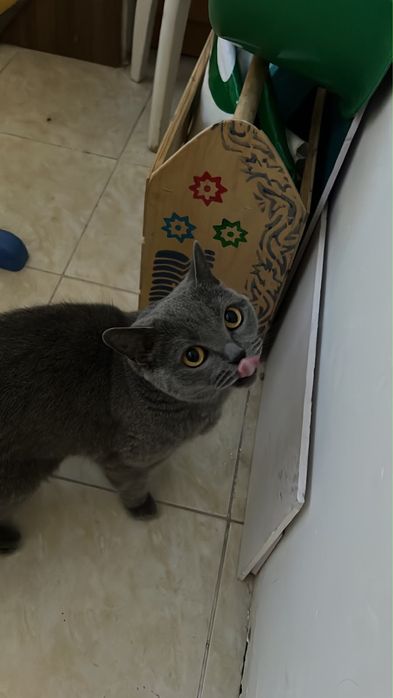 Кошка Британка в хорошие руки