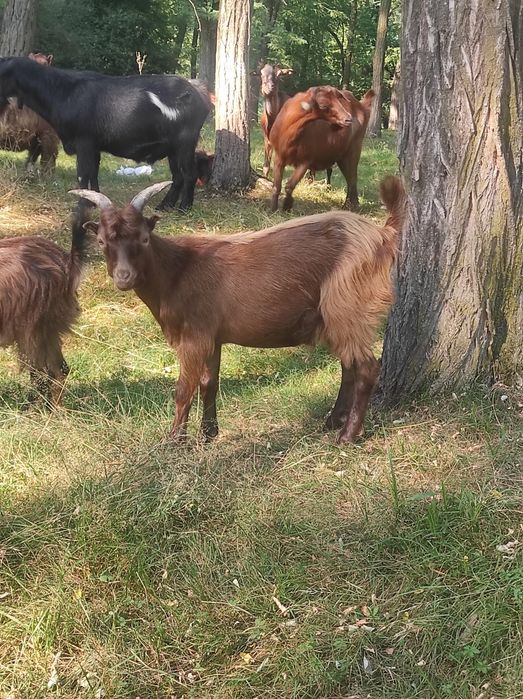 Vând Țapi tineri