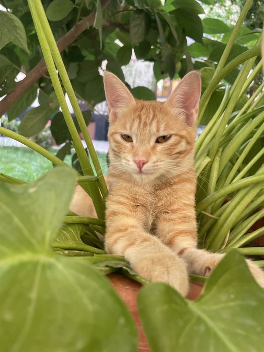 Кошка 6 месяцев девочка