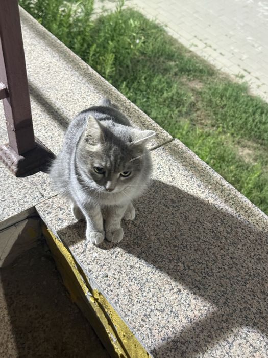 Кот шотландский