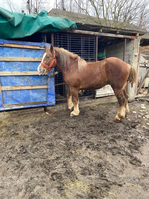 Harmasar de vinzare vistra 3 ani proba la fata locului  ,foarte cumint