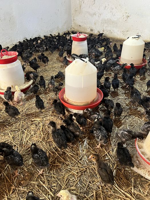 Pui alb de carne si rasa mixta