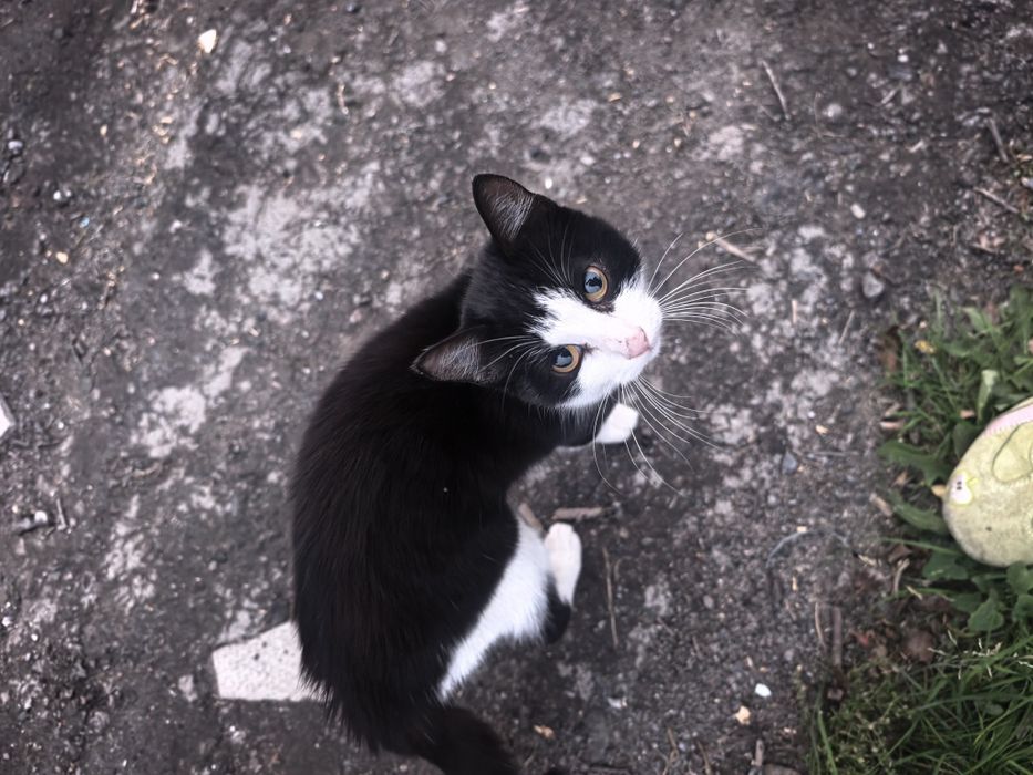 Котёнок мальчик ищет дом